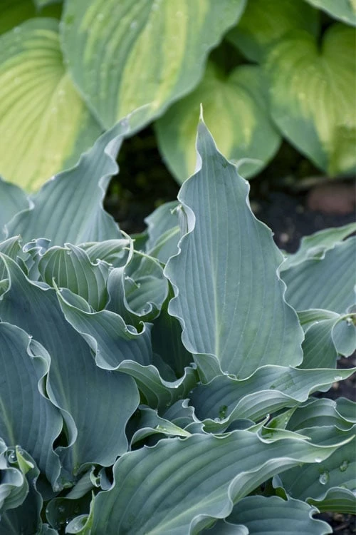 Waterslide Hosta Lily - 1 Gallon Pot - Image 6