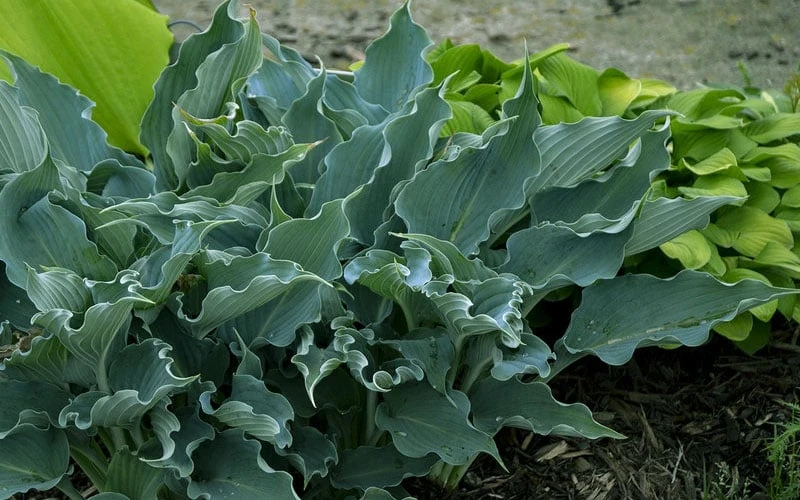 Waterslide Hosta Lily - 1 Gallon Pot - Image 4