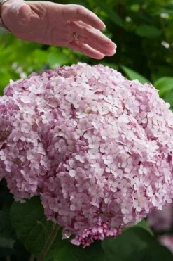 Incrediball Blush Smooth Hydrangea - 1 Gallon Pot