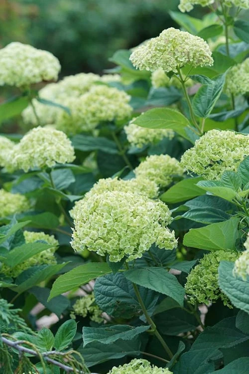 Invincibelle Sublime Smooth Hydrangea - 3 Gallon Pot - Image 7