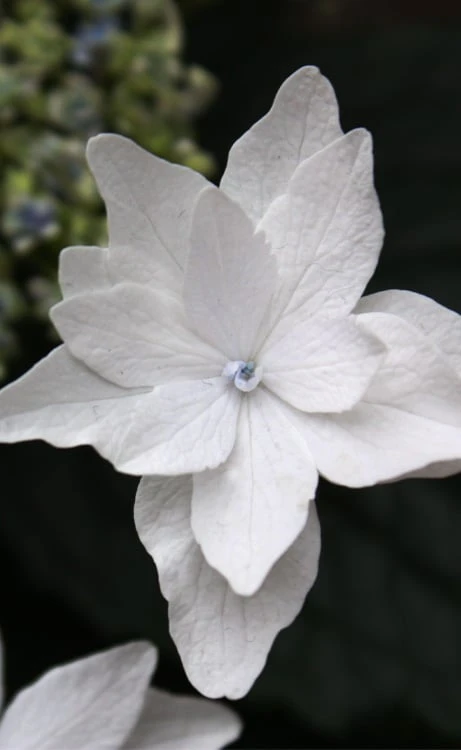 Fuji Waterfall Hydrangea - 1 Gallon Pot