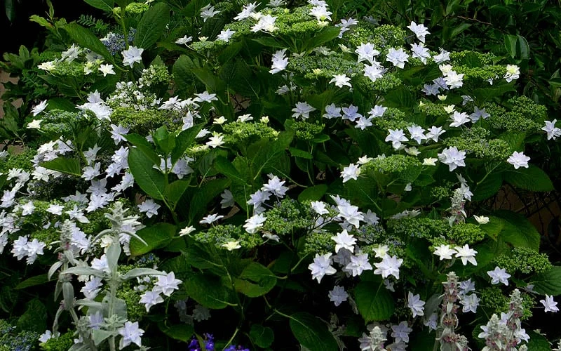 Fuji Waterfall Hydrangea - 1 Gallon Pot - Image 6
