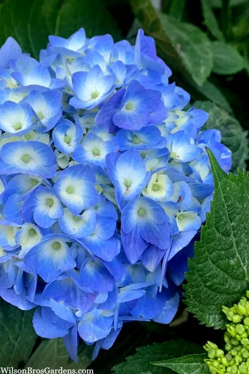 Nantucket Blue Hydrangea - 3 Gallon Pot