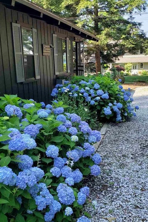 Penny Mac Hydrangea - 2 Gallon Pot - Image 5