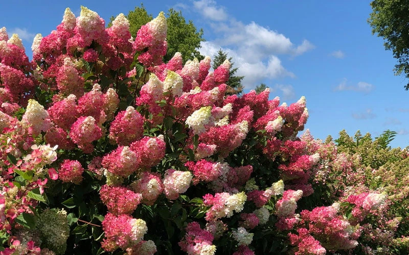 Berry White Panicle Hydrangea - 3 Gallon Pot - Image 5