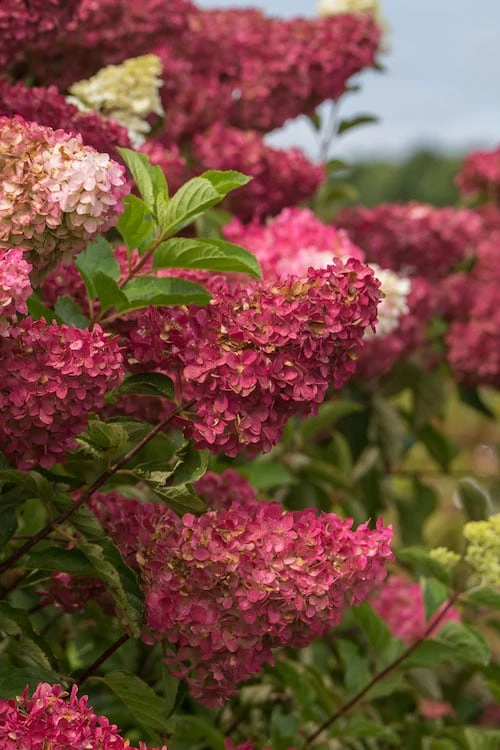 Berry White Panicle Hydrangea - 3 Gallon Pot - Image 8