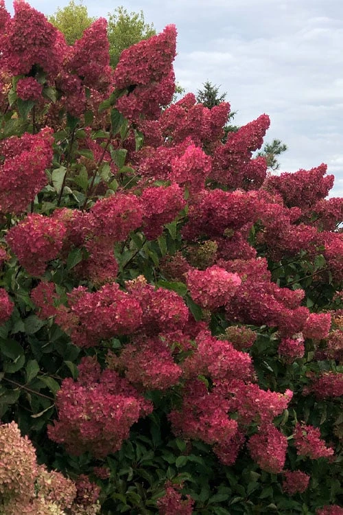 Berry White Panicle Hydrangea - 3 Gallon Pot - Image 9