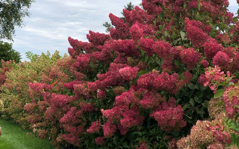 Berry White Panicle Hydrangea - 3 Gallon Pot - Image 7