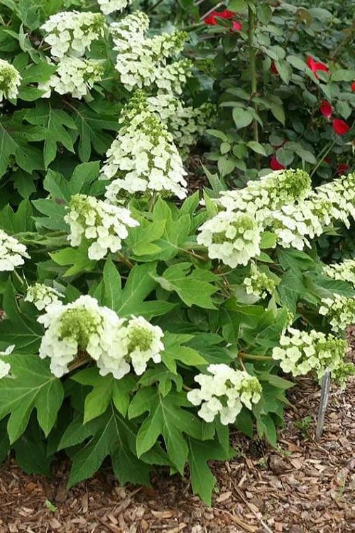 Pee Wee Dwarf Oakleaf Hydrangea - 1 Gallon Pot - Image 8