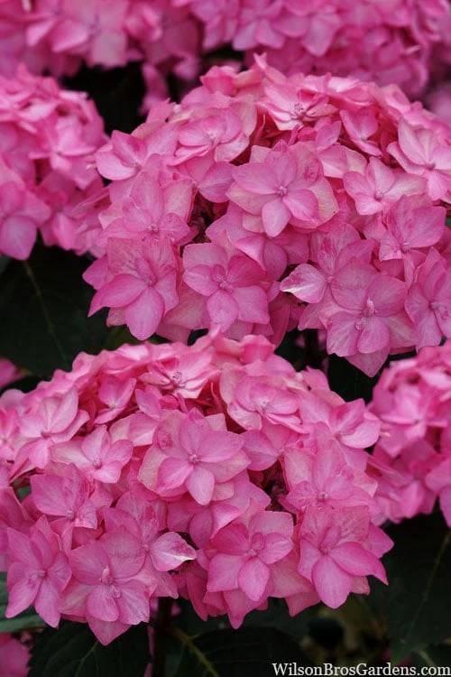 Let's Dance 'Can Do' Hydrangea - 2 Gallon Pot - Image 8