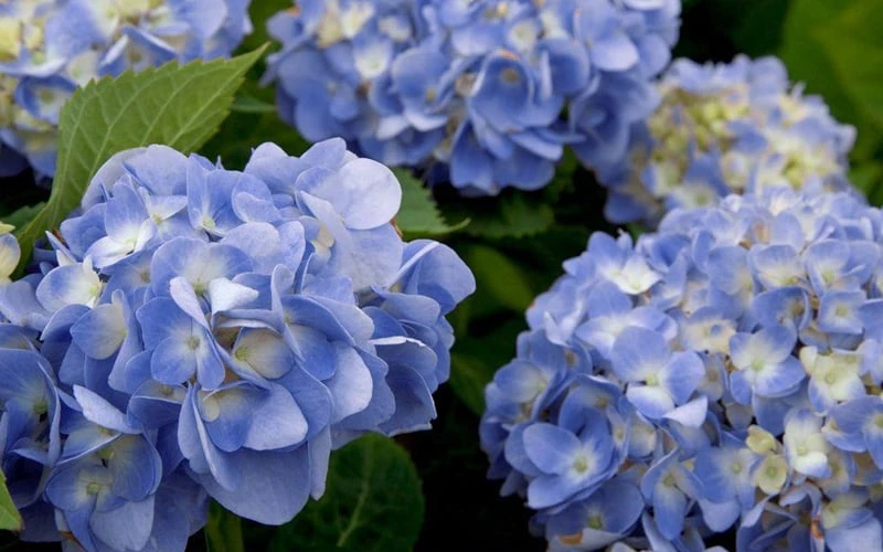 Dear Dolores Hydrangea - 2 Gallon Pot - Image 5