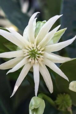 Orion Star Flower Anise (Illicium) - 1 Gallon Pot