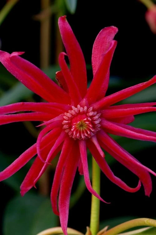 Scorpio Star Flower Anise (Illicium) - 5 Pack Of Quart Pots