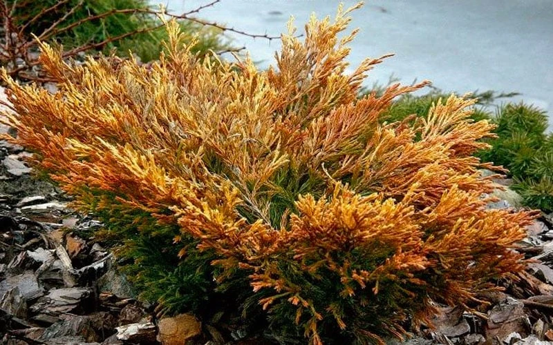 Limeglow Golden Andorra Compact Juniper - 6 Pack Of 1 Gallon Pots - Image 7