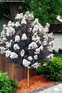 Lunar Magic Crape Myrtle Tree (Single Trunk) - 7 Gallon Pot (5-6')