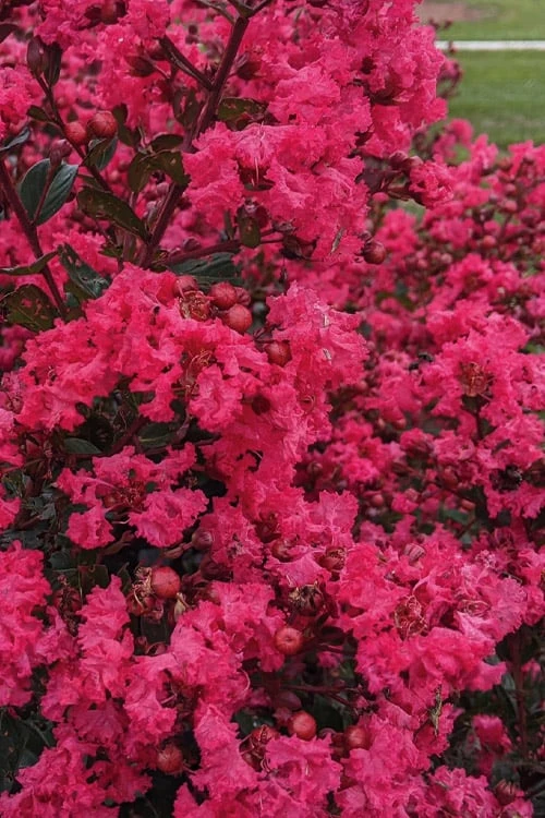 My Fair Myrtle Crape Myrtle (Lagerstroemia) - 3 Gallon Pot - Image 4