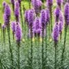 Blazing Star Gayfeather (Liatris Spicata) - 6 Pack Of 1 Gallon Pots