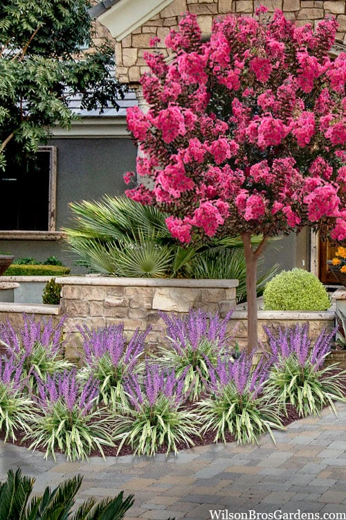 Variegated Liriope - Lilyturf - 72 Pack Of 3.5" Pint Pots - Image 4