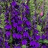Starship Blue Cardinal Flower (Lobelia) - 1 Gallon Pot