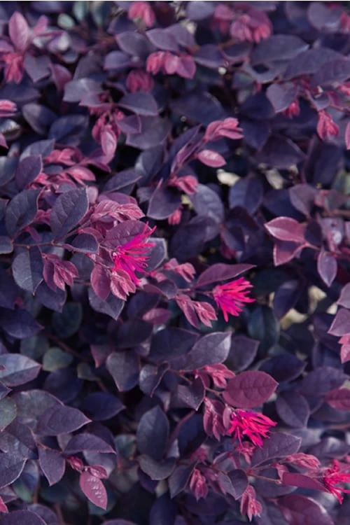Purple Daydream Dwarf Loropetalum - 1 Gallon Pot