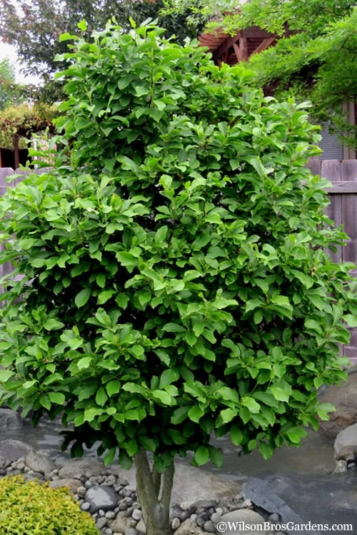 Betty Magnolia Tulip Tree - 3 Gallon Pot - Image 4