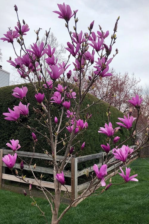Ann Magnolia Tulip Tree - 5 Gallon Pot - Image 4