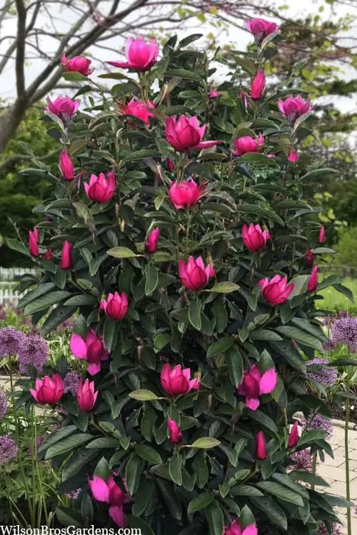 Pink Pyramid Magnolia (Tulip Tree) - 7 Gallon Pot - Image 4