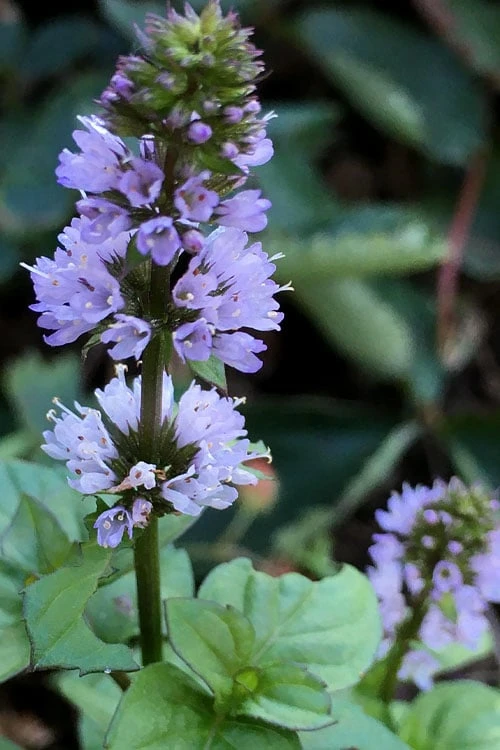 Orange Mint Plant - 4 Pack Of Quart Pots - Image 4