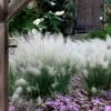 White Cloud Muhly Grass - 1 Gallon Pot