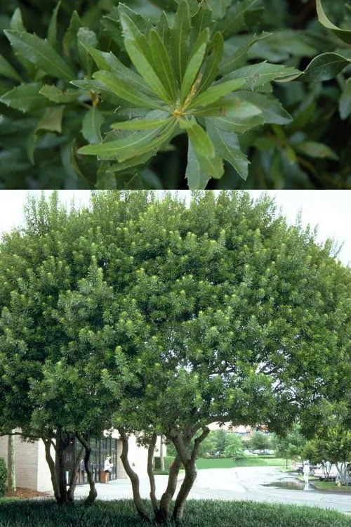 Southern Wax Myrtle - 7 Gallon Pot (3-4') - Image 5
