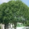 Southern Wax Myrtle - 7 Gallon Pot (3-4')