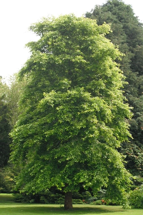 Black Gum Tupelo Tree (Nyssa Sylvatica) - 3 Gallon Pot - Image 4