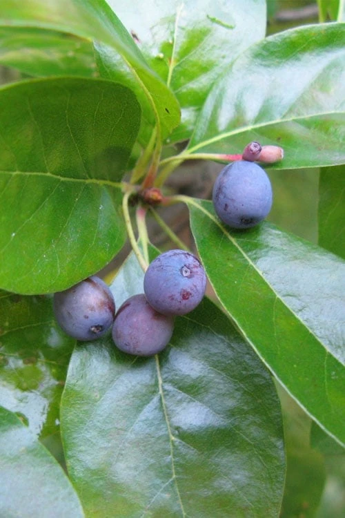 Black Gum Tupelo Tree (Nyssa Sylvatica) - 3 Gallon Pot - Image 8