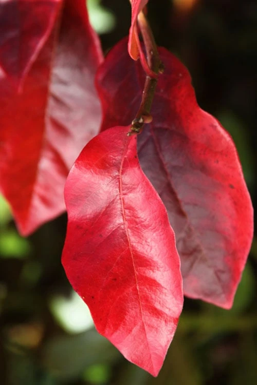 Black Gum Tupelo Tree (Nyssa Sylvatica) - 3 Gallon Pot - Image 9