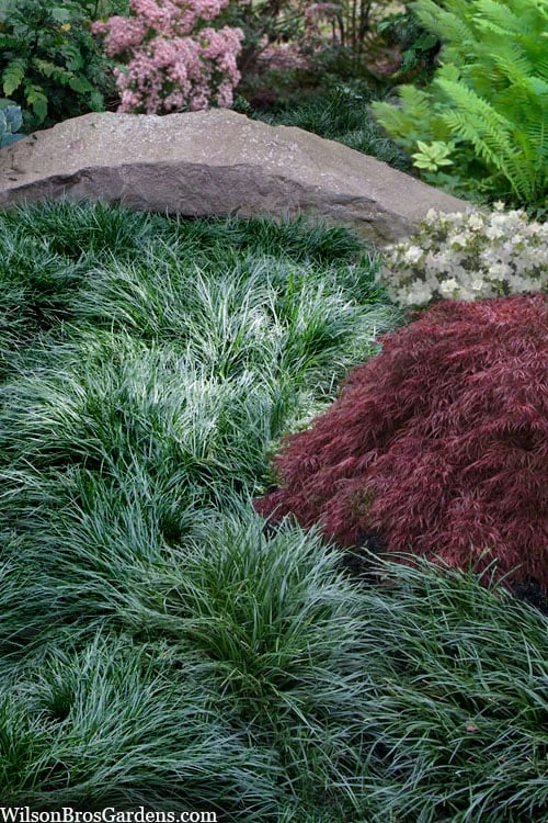 Tall Mondo Grass - 36 Pack Of 3.5" Pint Pots