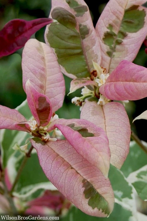 Pink Flush Variegated Tea Olive (Osmanthus Fragrans 'Yinbi Shuanghui') - 1 Gallon Pot - Image 6