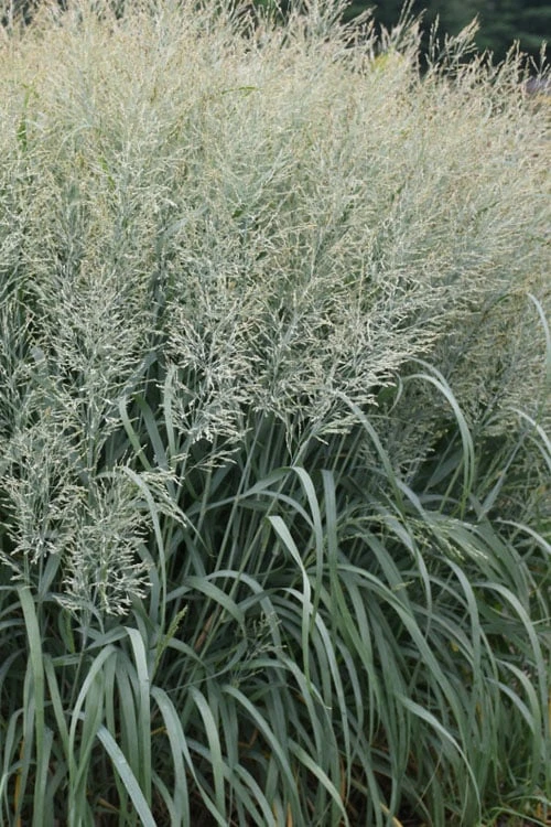 Niagara Falls Switch Grass (Panicum Virgatum) - 3 Gallon Pot - Image 4