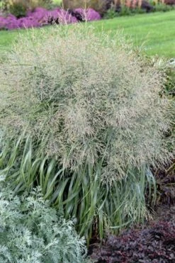 Niagara Falls Switch Grass (Panicum Virgatum) - 3 Gallon Pot