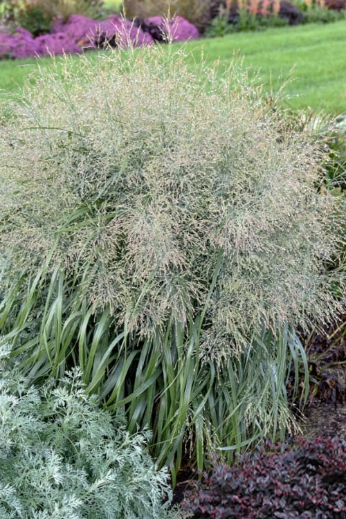 Niagara Falls Switch Grass (Panicum Virgatum) - 3 Gallon Pot