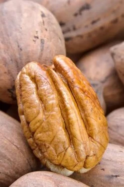 Avalon Pecan Tree - 5 Gallon Pot