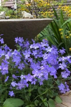 Blue Moon Woodland Phlox - 1 Gallon Pot