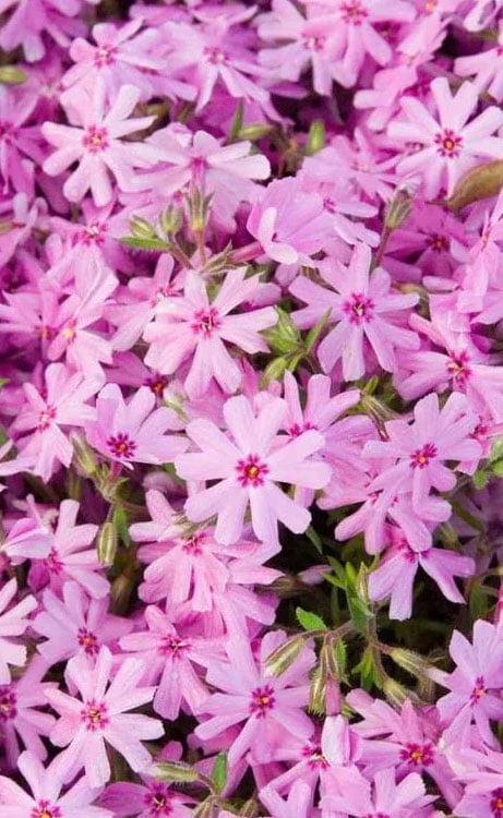 Pink Creeping Phlox - 1 Gallon Pot - Image 4
