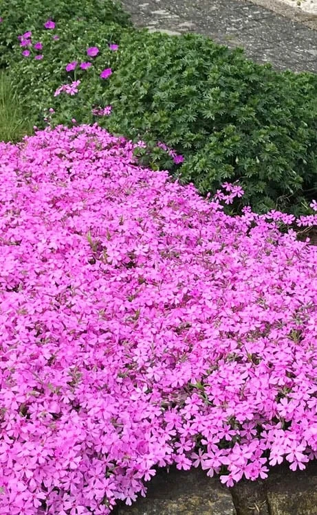 Pink Creeping Phlox - 1 Gallon Pot - Image 5