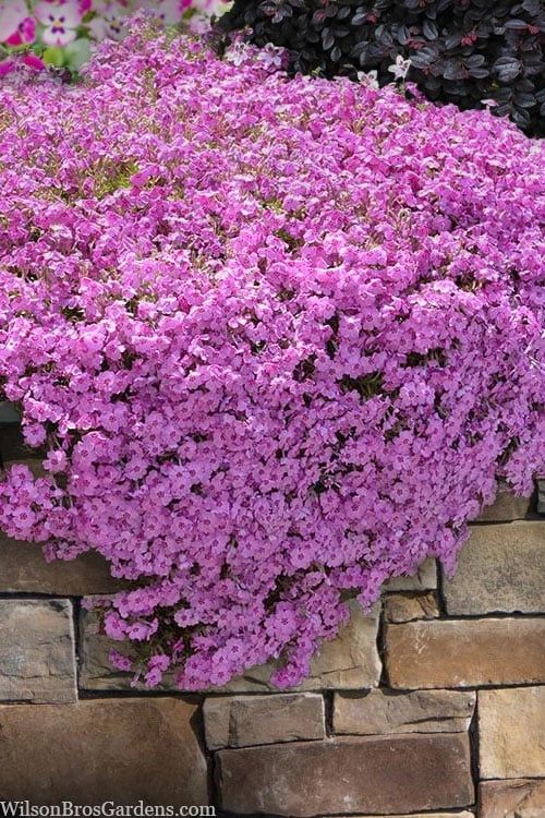 Pink Creeping Phlox - 1 Gallon Pot