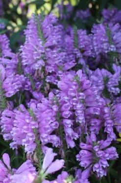 Lavender Obedient Plant (Physostegia Virginiana) - 1 Gallon Pot