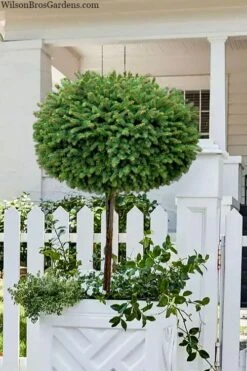 Little Gem Dwarf Norway Spruce Tree (Single Trunk) - 6 Gallon Pot (3-4')