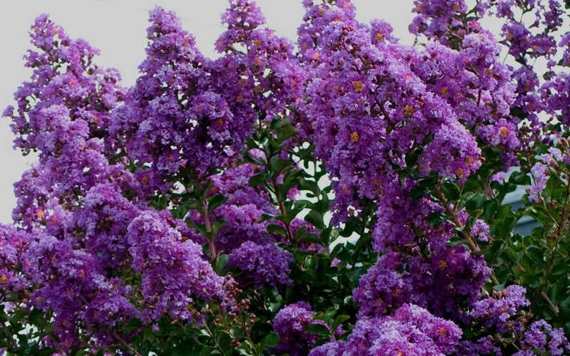 Twilight Purple Crape Myrtle (Single Trunk Tree) - 3 Gallon Pot - Image 7