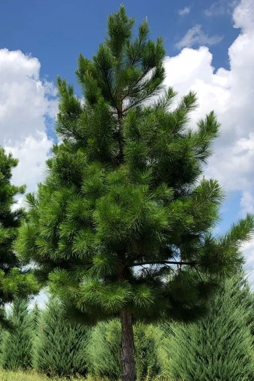 Shortleaf Rosemary Pine (Pinus Echinata) - 3 Gallon Pot - Image 6