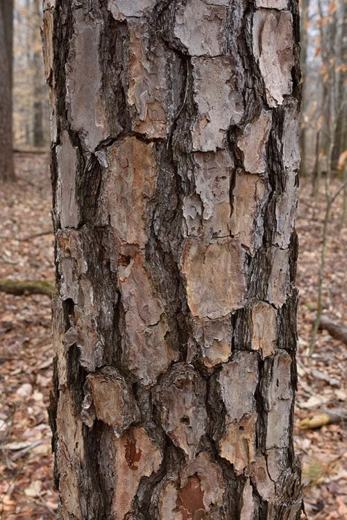 Shortleaf Rosemary Pine (Pinus Echinata) - 3 Gallon Pot - Image 7