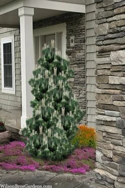 Kotobuki Japanese Black Pine (Pinus Thunbergii) - 5 Gallon Pot